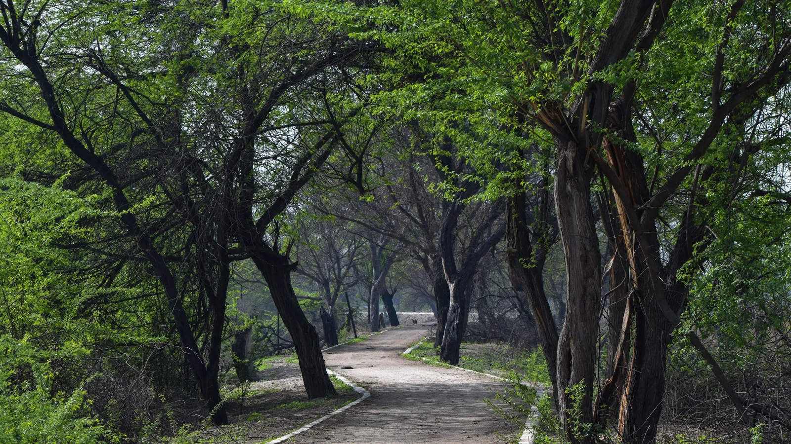 Neighbourhood park in Agra Cantonment, Agra