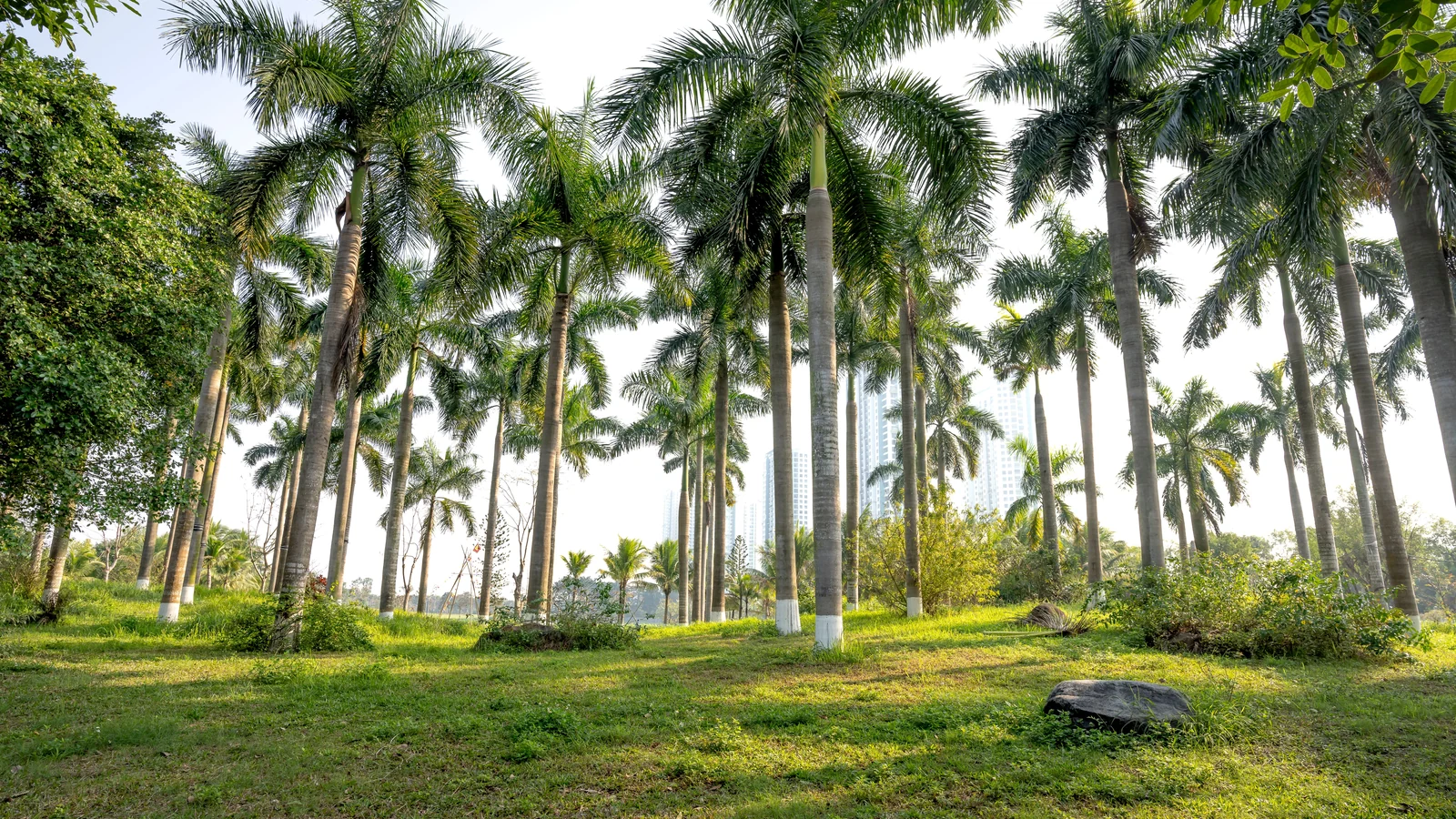 Neighbourhood park in Teynampet, Chennai