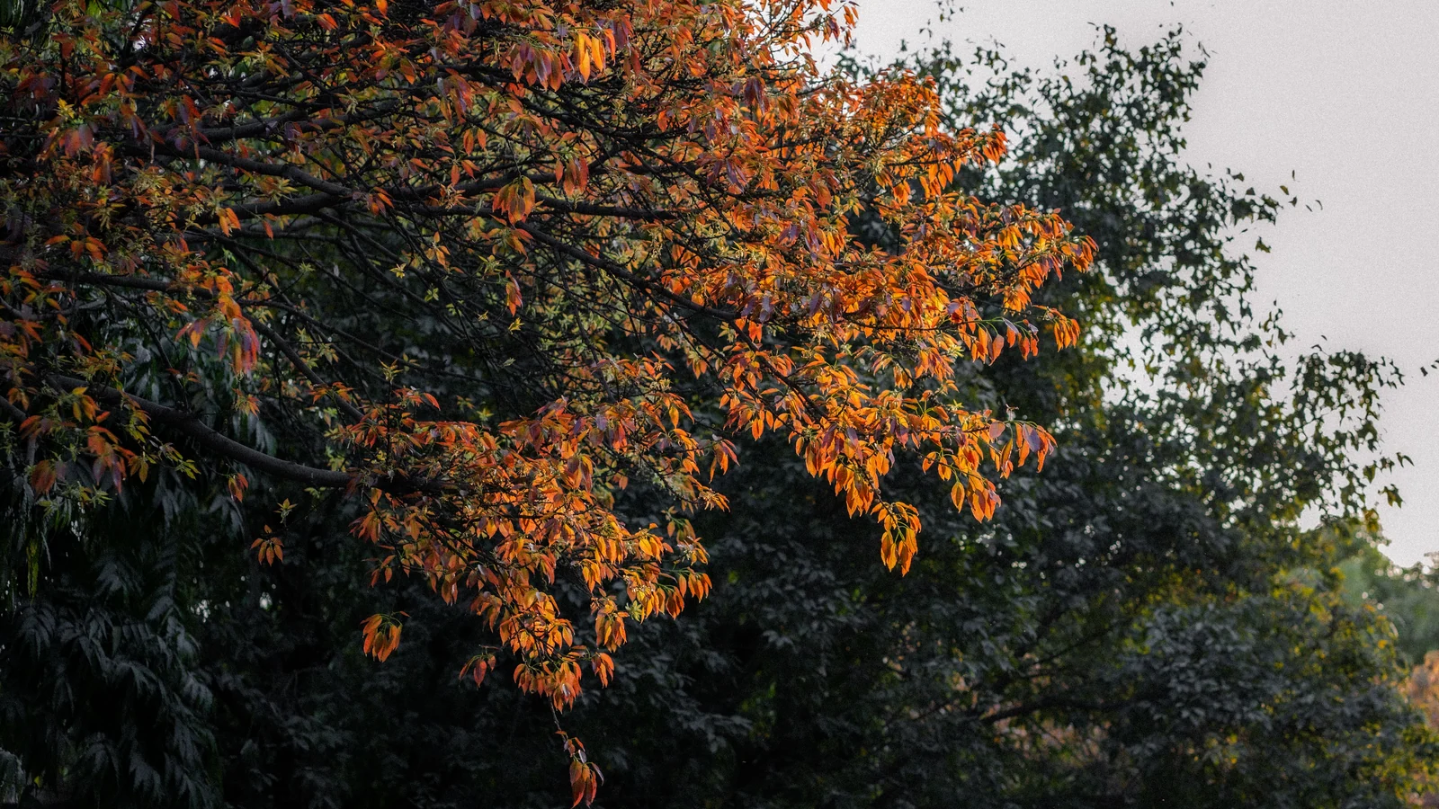 Neighbourhood park in Jhandewalan, Delhi