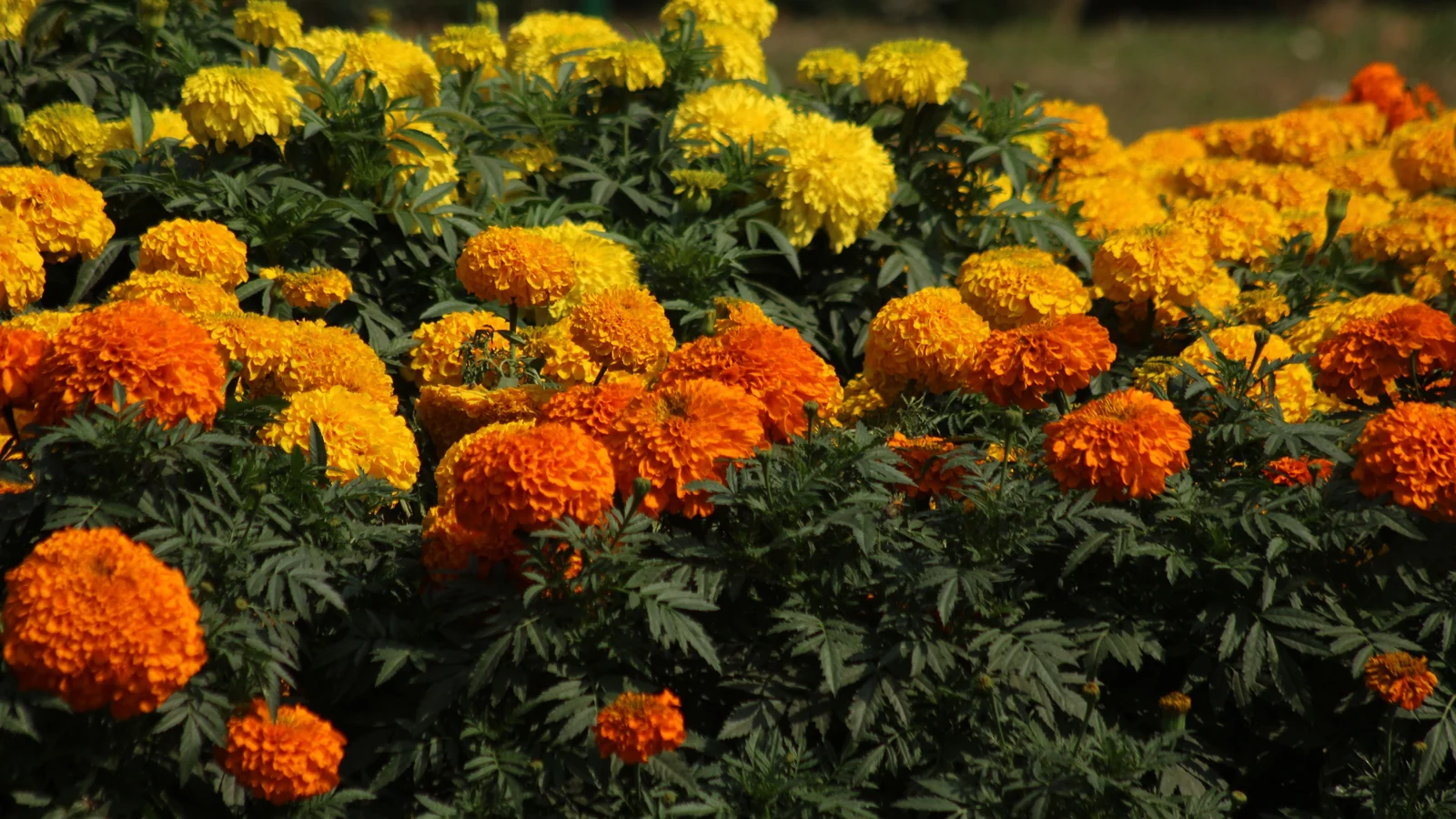 Neighbourhood park in Arrah Kalinagar, Durgapur