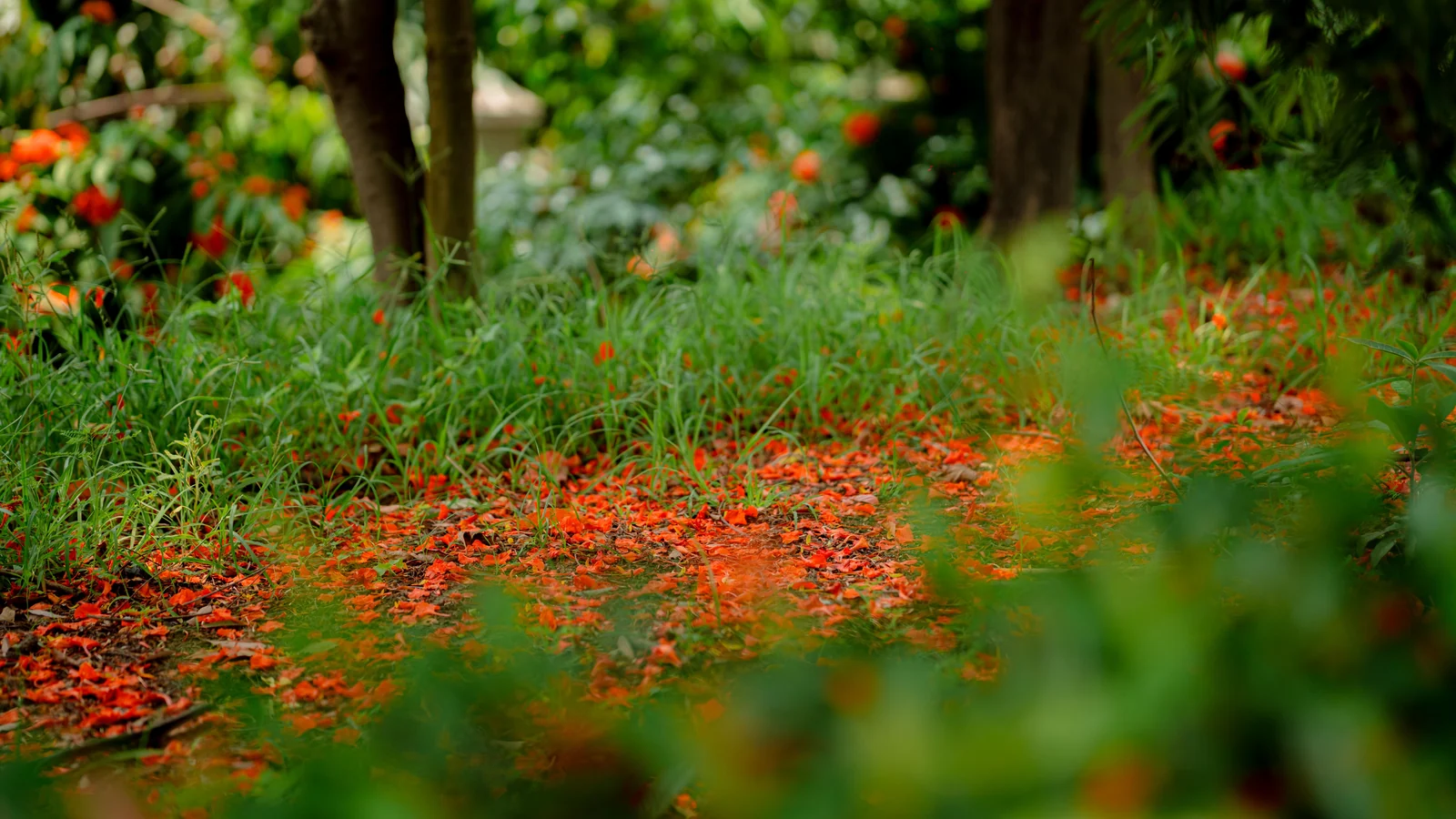 Neighbourhood park in Karangapara, Durgapur