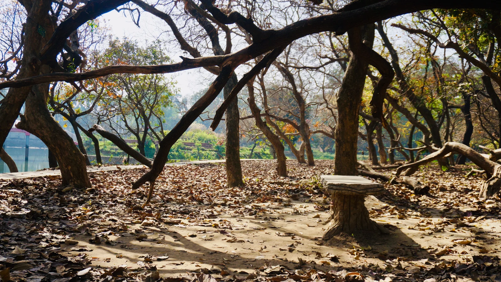 Neighbourhood park in Sector 13, Gurugram