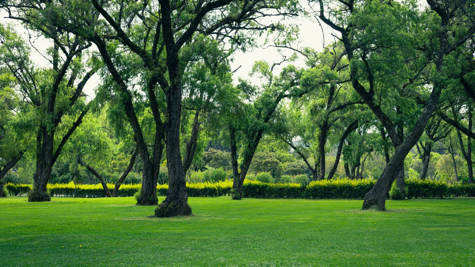 Neighbourhood park in Sector 31, Gurugram