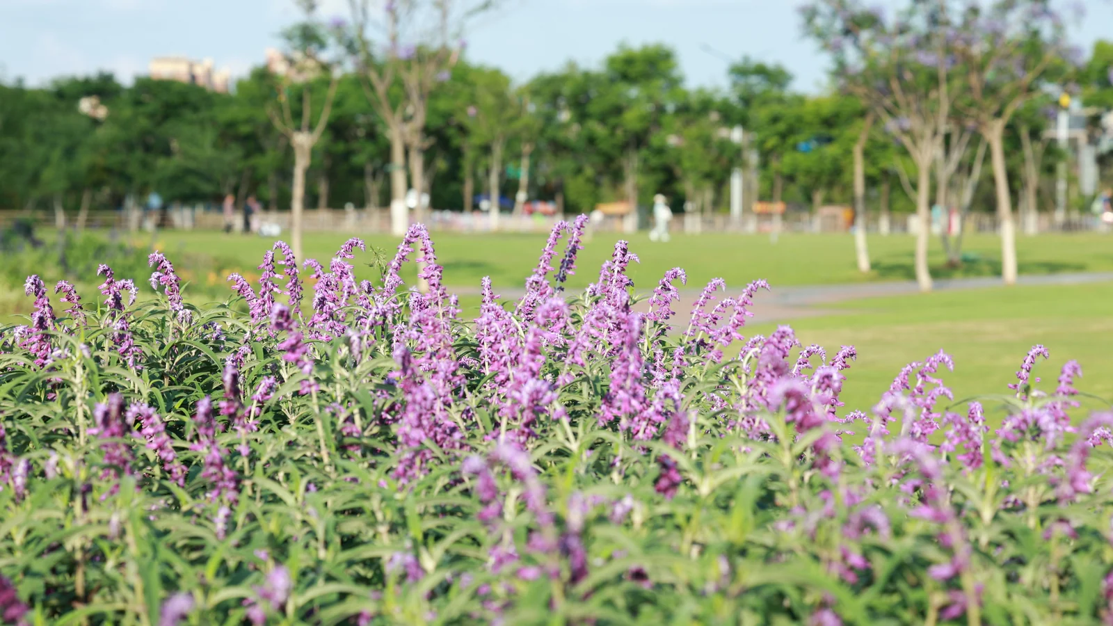 Neighbourhood park in Sector 91, Gurugram