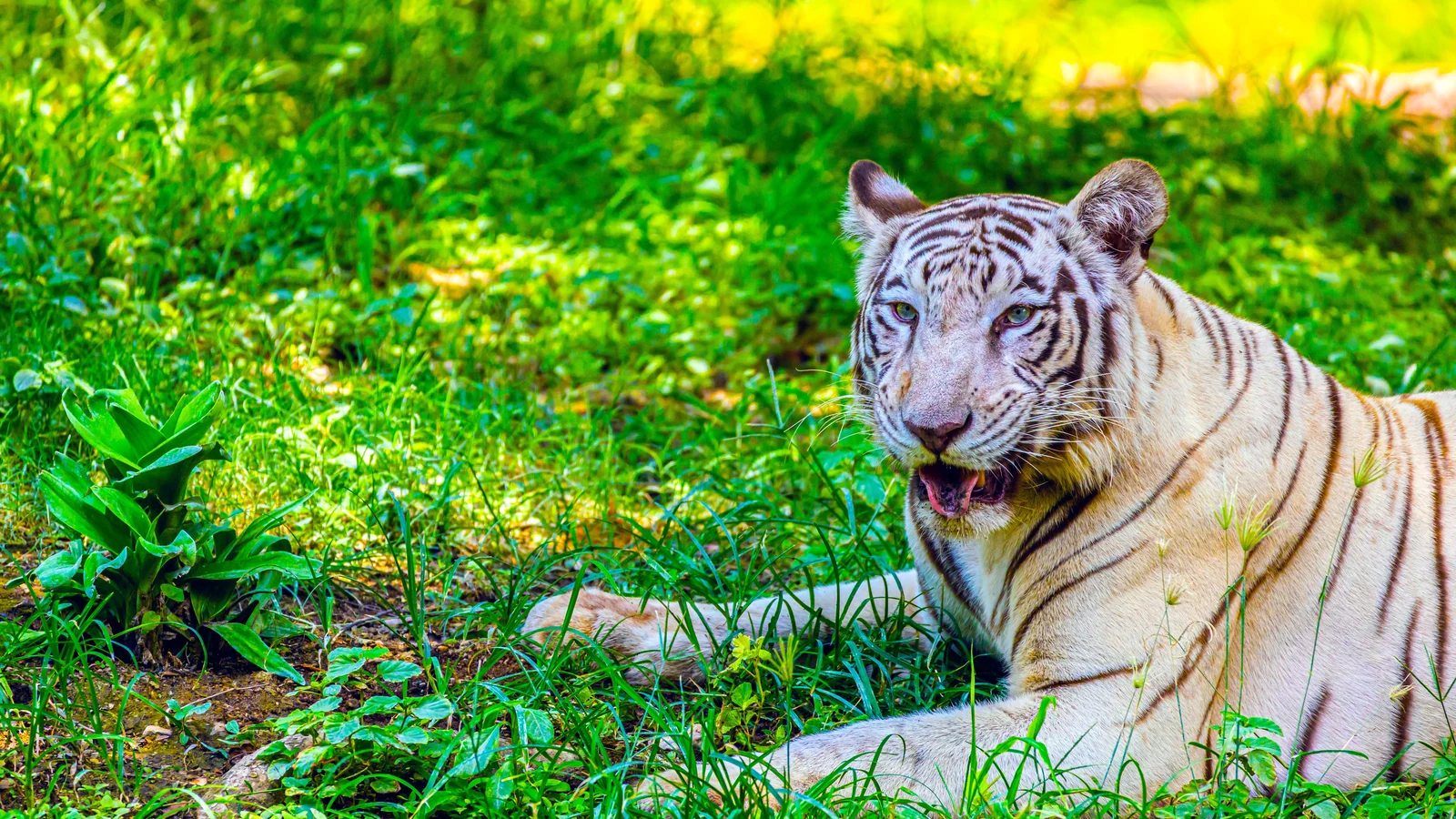 Neighbourhood park in Boduppal, Hyderabad