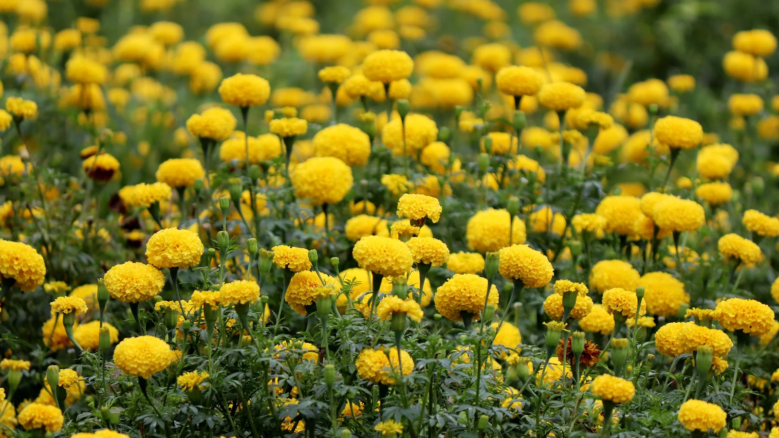 Neighbourhood park in Hitech City, Hyderabad