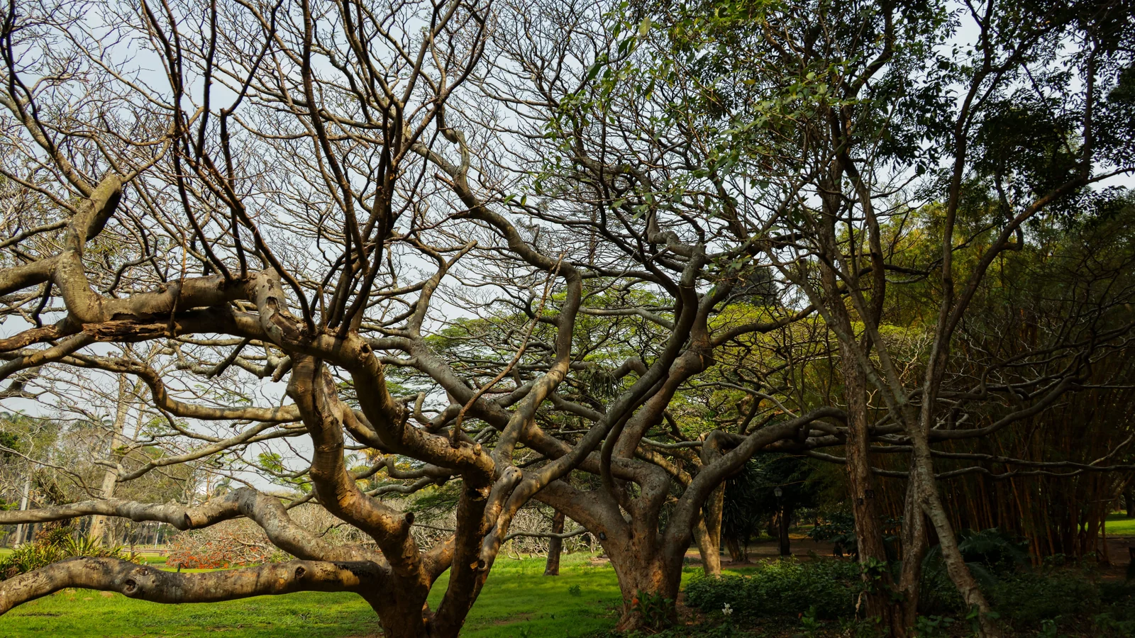 Neighbourhood park in Tarnaka, Hyderabad