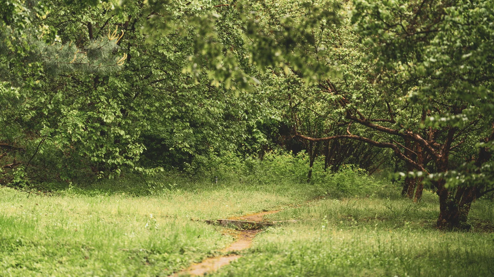 Neighbourhood park in Lalpur, Jabalpur