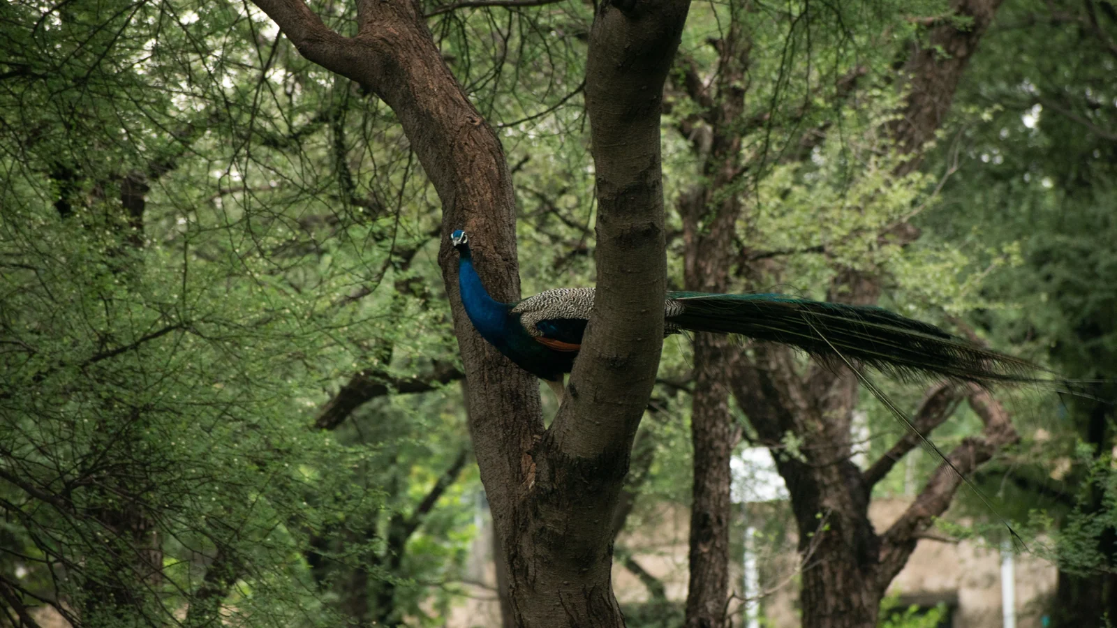 Neighbourhood park in Ramsinghpura, Jaipur