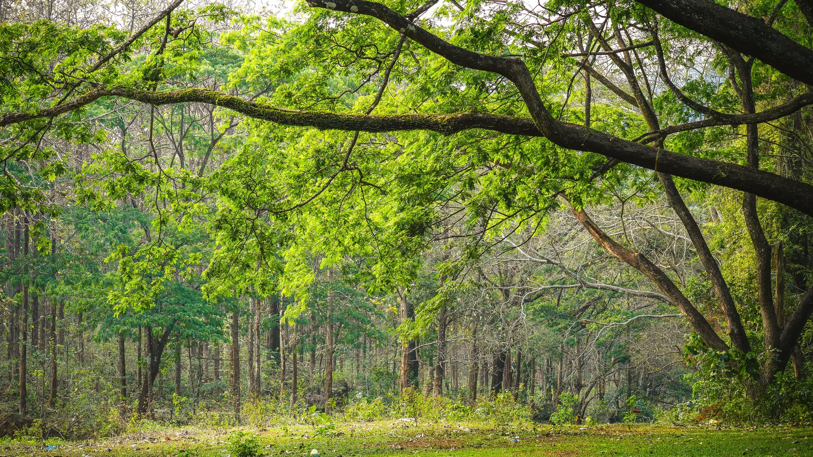 Neighbourhood park in Ambedkar Nagar, Kolhapur