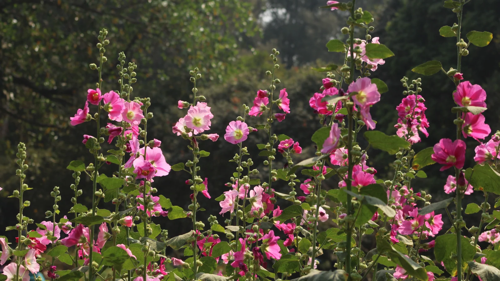 Neighbourhood park in Colaba, Mumbai