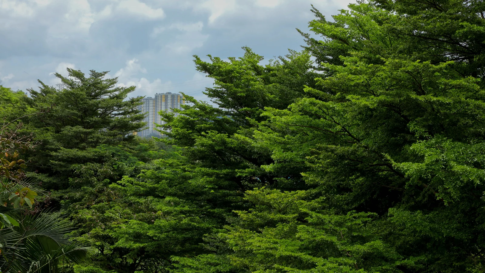 Neighbourhood park in Sector 9, Noida
