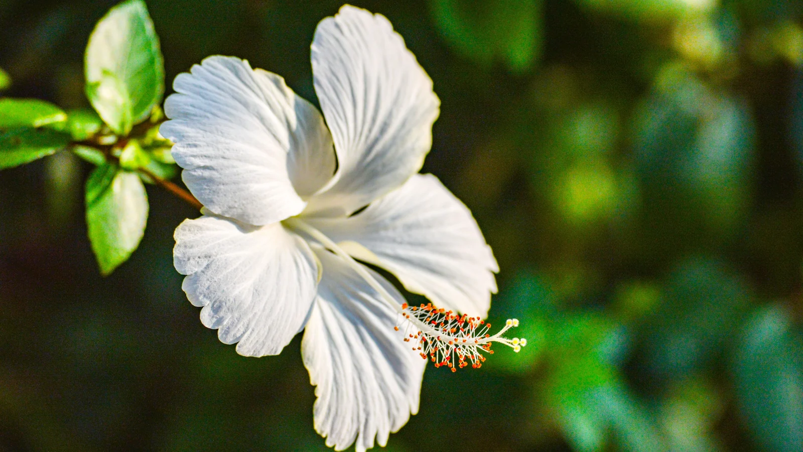 Neighbourhood park in Salunke Vihar, Pune