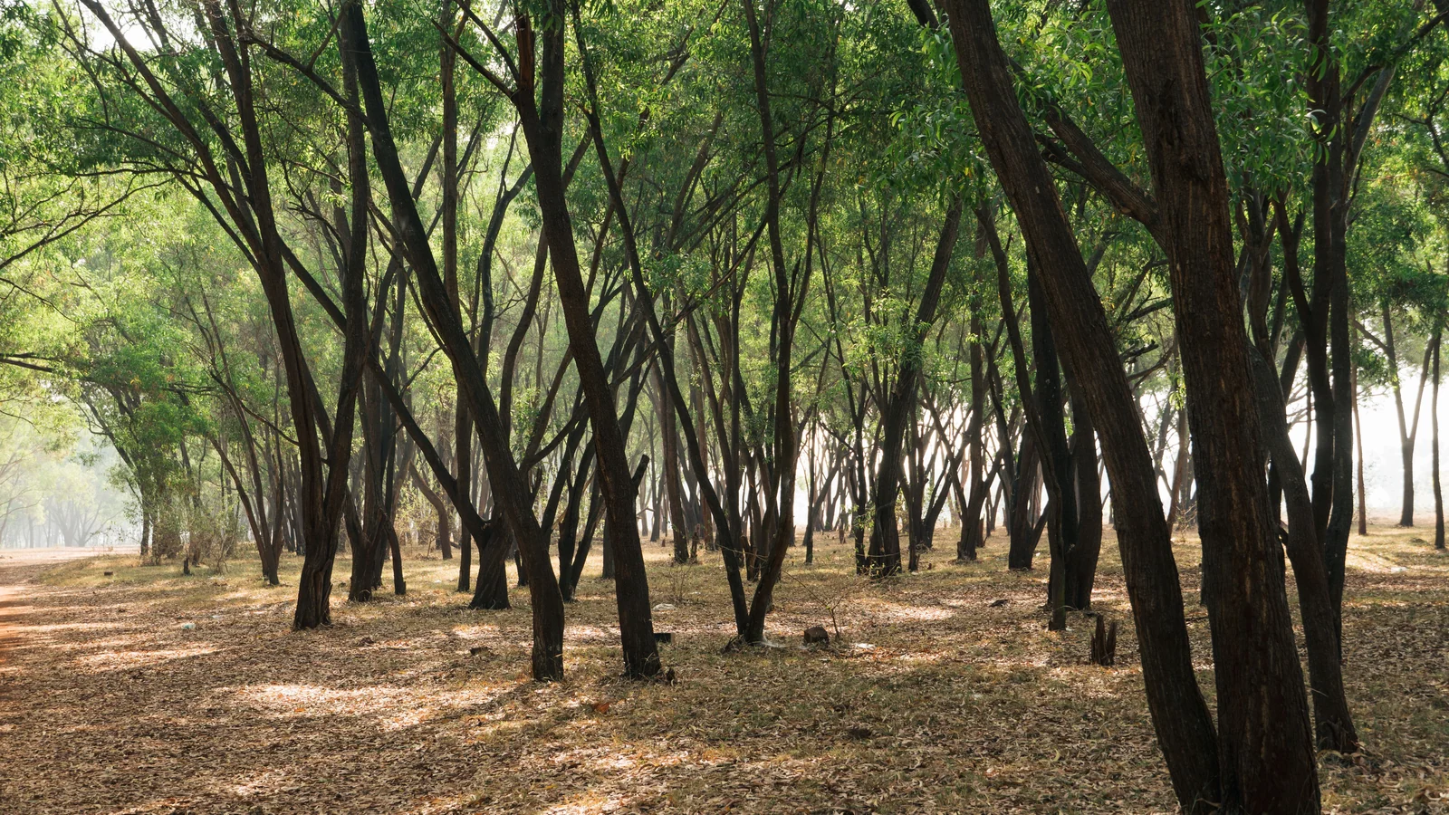 Neighbourhood park in Lakhajiraj Shramjivi Society, Rajkot