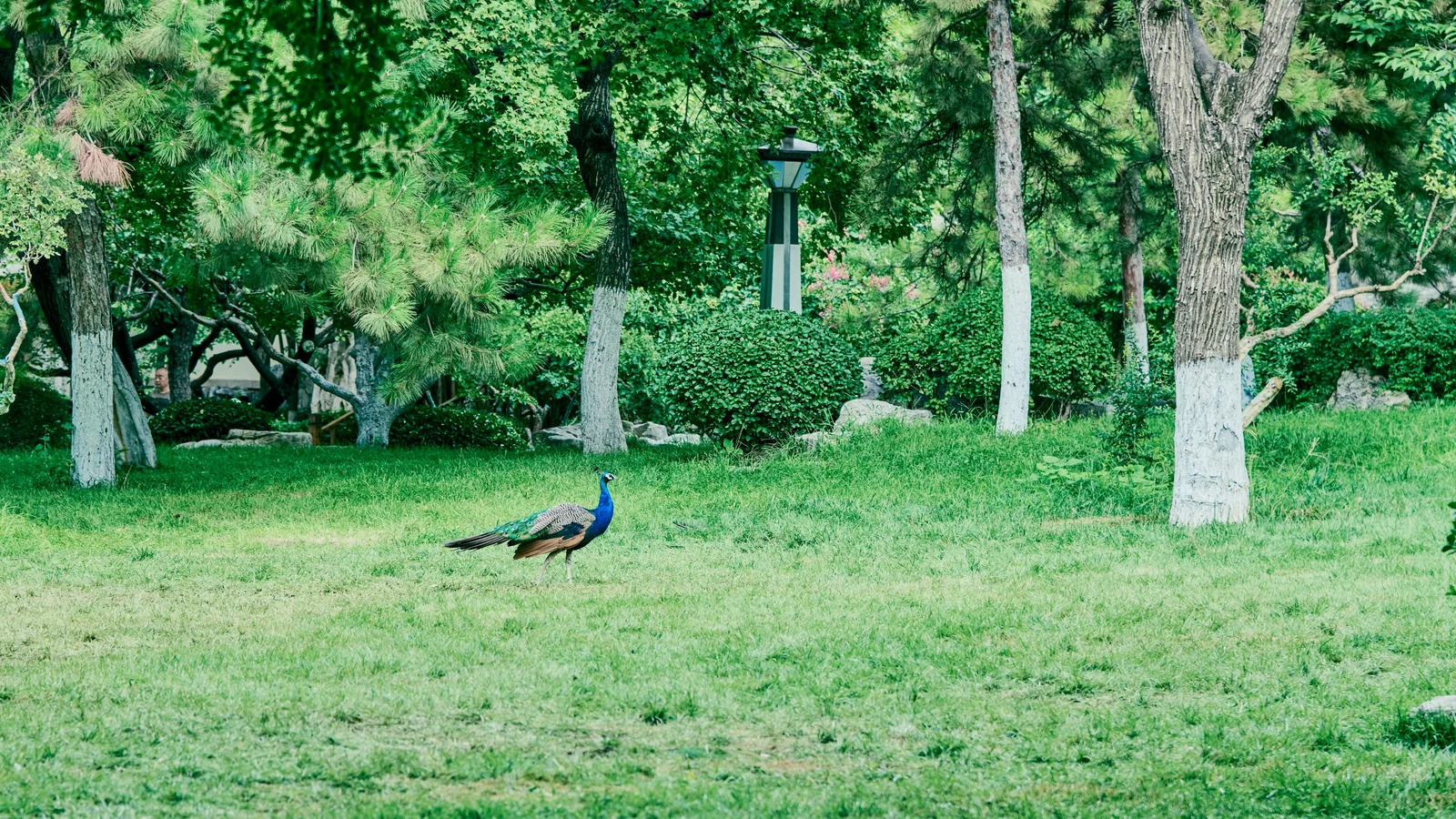 Neighbourhood park in Anuvrath Nagar, Udaipur